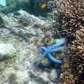 Coral reefs