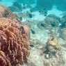 Coral reefs