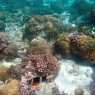 Coral reefs