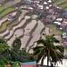 Rice terraces