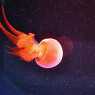 Оранжева медуза