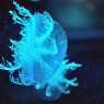 Light blue jellyfish