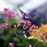 Butterfly Park Kuala Lumpur