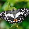 Butterfly Park Kuala Lumpur