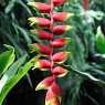 Heliconia Rostrata