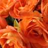 Orange roses