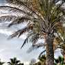 Palms