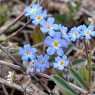 Spring Flowers