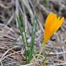 Crocus