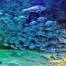 Aquarium Forum Istanbul