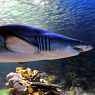 Sharks in the aquarium