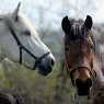 Horses in the meadow