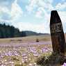 Meadows of Yundola