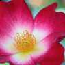 Beautiful blossom