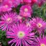 Flowers on the island of Lipari