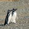 Пингвини на остров Магдалена