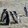 Penguins on Magdalena Island