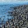 Penguins on Magdalena Island