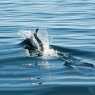 Dolphins near Magdalena island