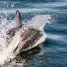 Dolphins near Magdalena island