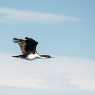 Birds near Magdalena island