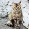Котараче