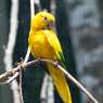 Parrots in the Park