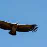 Condors of Colca