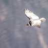 Condors of Colca