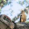 Perched on a tree