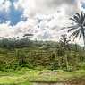 Rice terraces, Tegalalang