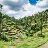 Rice terraces, Tegalalang