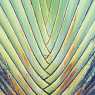 Palm leaf