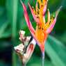 Heliconia Psittacorum