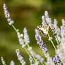 Lavender fields