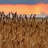 Wheat at sunset