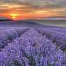 Fields of lavender near Chirpan