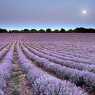 Fields of lavender near Chirpan