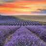 Fields of lavender near Chirpan