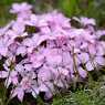 Mountain flowers