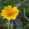 Mountain flowers