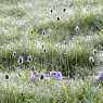 Lawn with dew drops