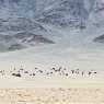 Steppes