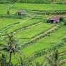 Rice fields