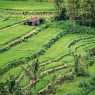 Rice fields