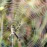 Spider with dew drops