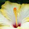 Хибискус - Китайска роза в жълто