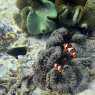 Coral reefs