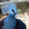 Birds in the park Kuala Lumpur