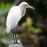Birds in the park Kuala Lumpur